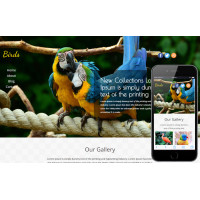 Birds яркий шаблон для сайта о животных